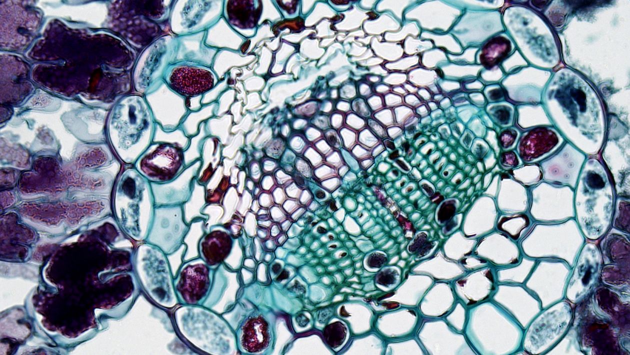 Muscle tissue anatomy research